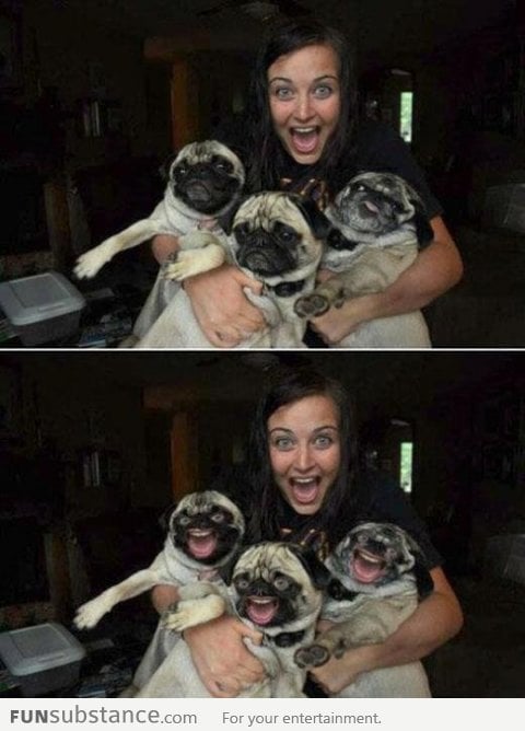 Pugs