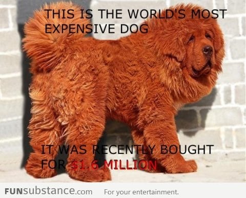 World's Most Expensive Dog