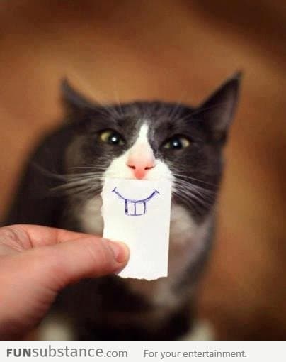 Making fun of cats Priceless!