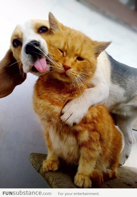 This reminds me of Garfield and Odie