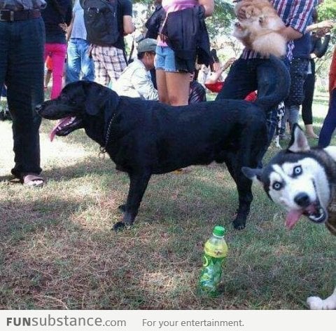 Epic Husky Photobomb!