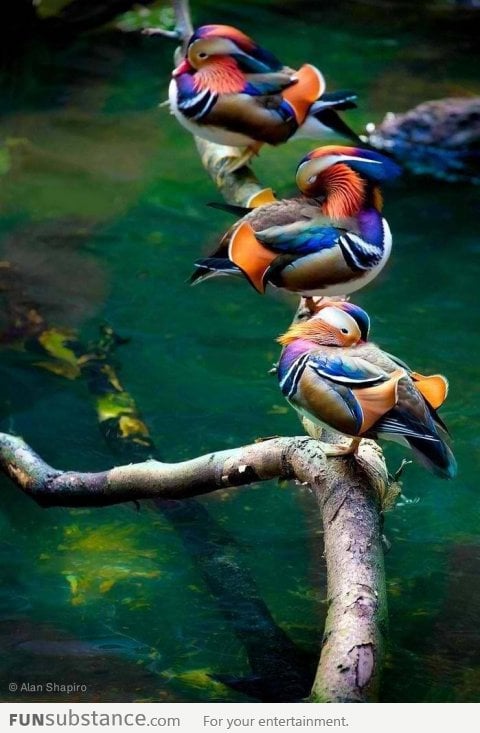 Beautiful Chinese Mandarin Ducks