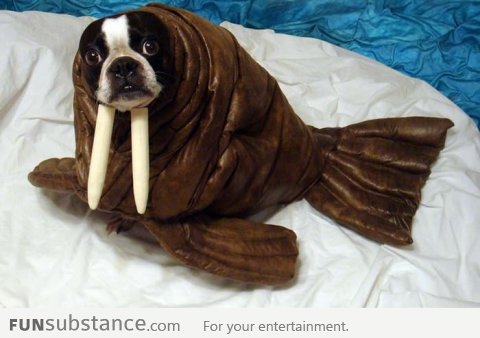 I am a walrus!