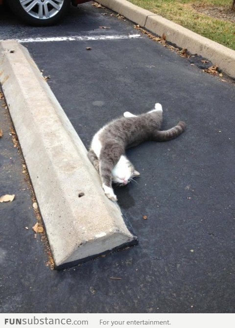 I always see this cat shows off and snuggle in the car park