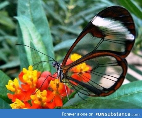 The glasswing butterfly