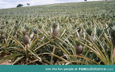 I thought pineapples grew on trees like apples...