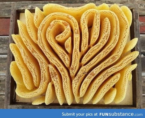 Beautiful honeycomb