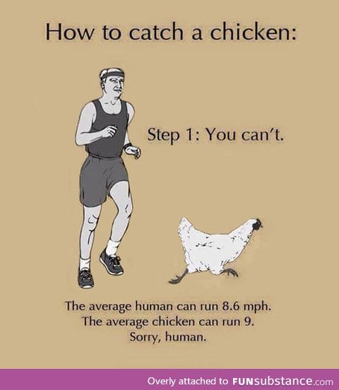 Here's How To Catch A Chicken