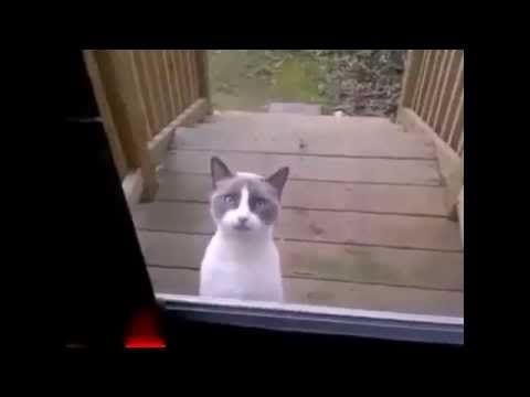 Cat talking to its human