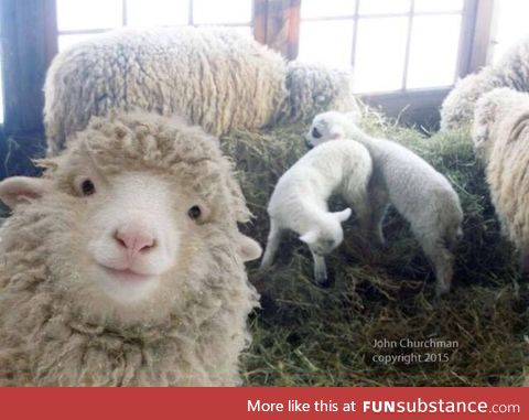 Look at them sheepsies