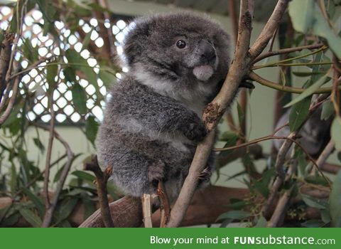 The tiniest koala