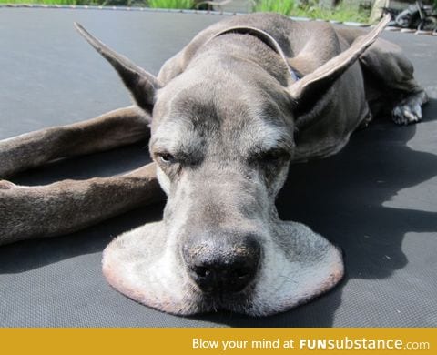 This dog is turning into a pancake