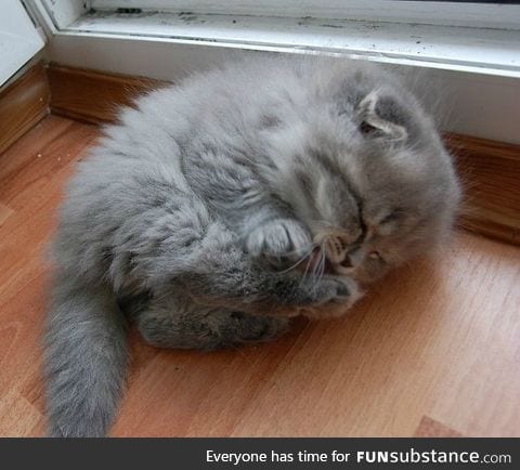 Here we see a baby wigglefloof cleaning its tiny squishbeans