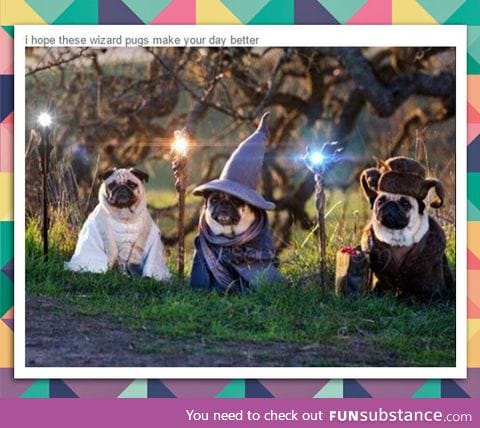 Wizard pugs