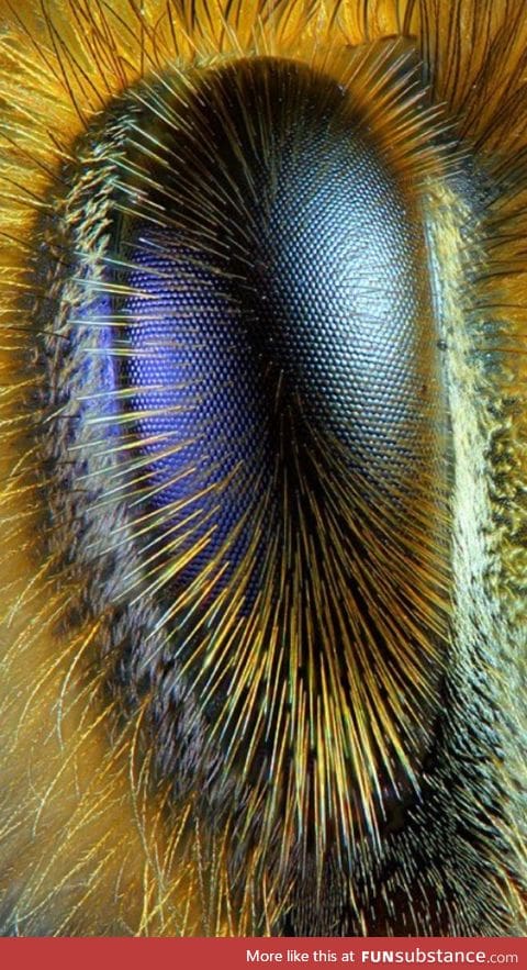 Honeybee eye