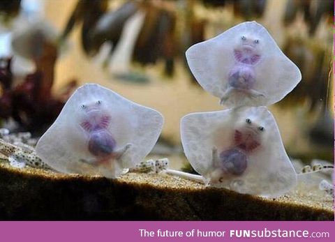 Baby stingrays look like raviolis stuffed with tiny damned souls