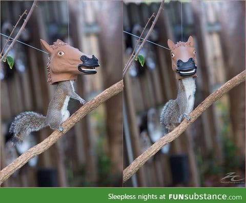 Has science gone too far?? Horse head squirrel feeder