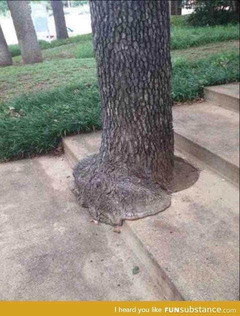 This tree looks like it's melting