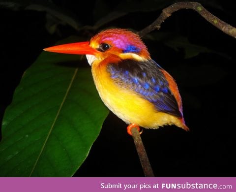 The Dwarf Kingfisher, pocket sized for easy transport