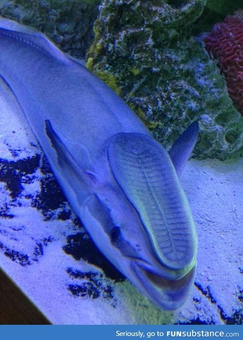 This fish at the aquarium looks like someone stepped on his face