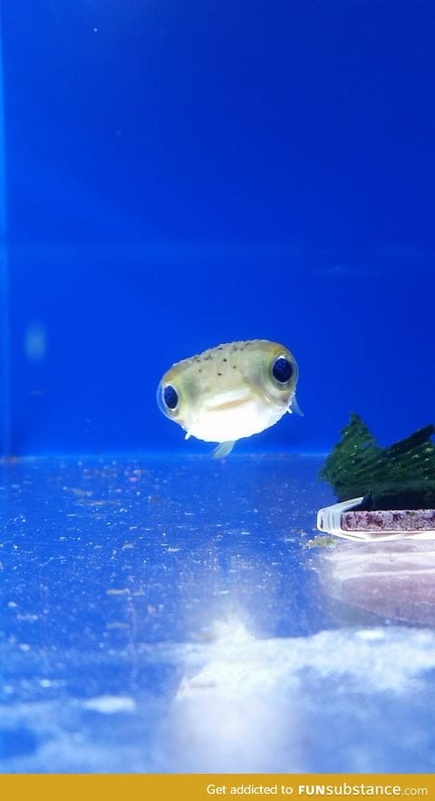 Cute puffer fish