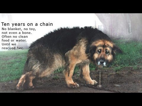 Dog chained for 10 years gets a happy ending