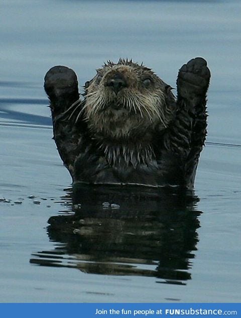 Syrian otter mistakes camera for gun in heartbreaking photo