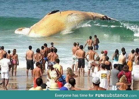 Dead whale being washed up on beach in front of shocked tourists