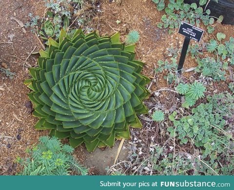 The Aloe polyphylla plant