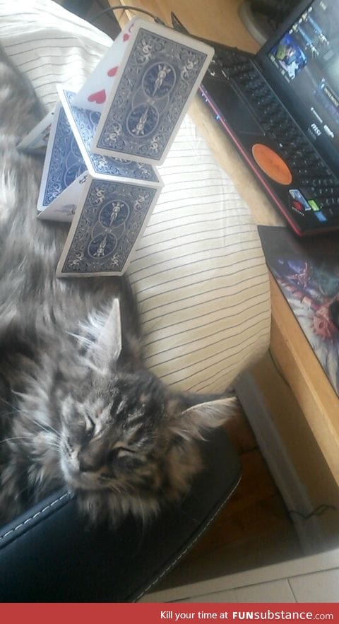 Card stacking on a cat