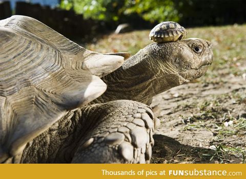 A 140-year-old tortoise wearing her 5-day-old son as a hat