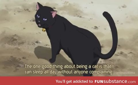 Reason to be a cat