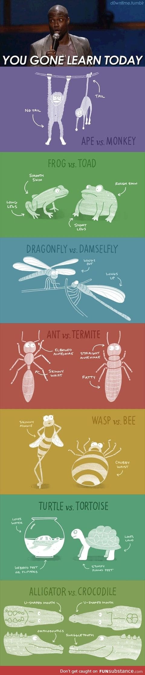 Animals that look similar