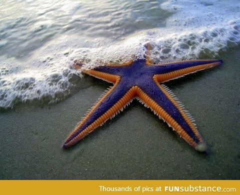 This awesome starfish