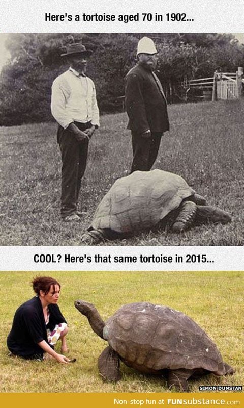 This tortoise has been alive for 183 years