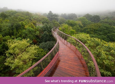 Treetop walkway