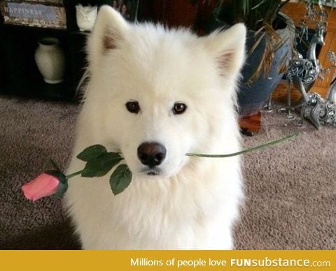 Here's an adorable dog with an adorable rose wishing you an...amazing day