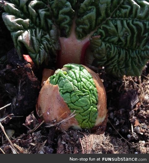 Rhubarb sprouts look like little green alien brains