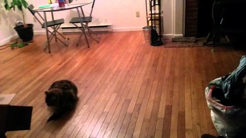 Dudes cat catches a bat for him in his apartment... Midair