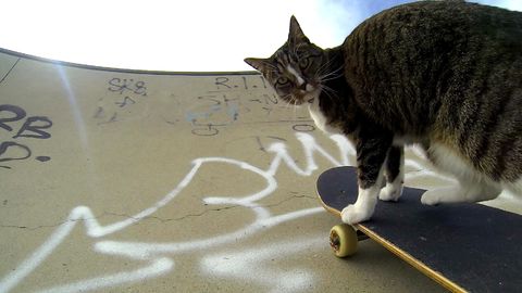Skater Cat