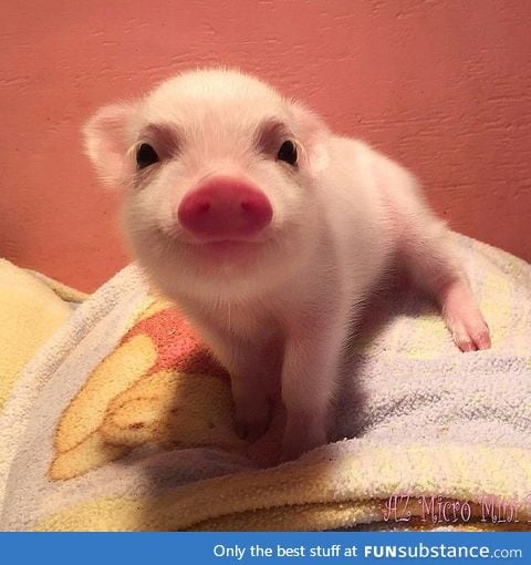 Day 189 of your daily dose of cute: Happy piggy :)