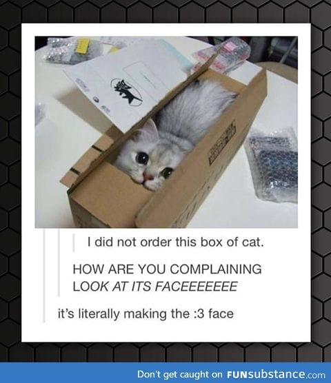 Box of cat