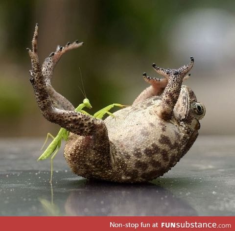 PsBattle: Praying Mantis Tickling a Toad