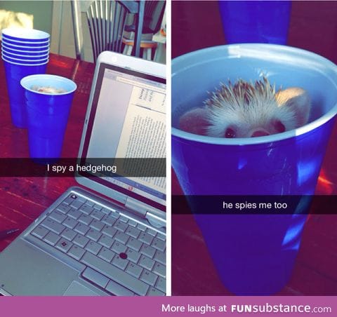 Hedgehogs are adorable