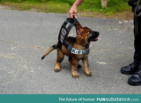 Trying the vest he'll soon grow into