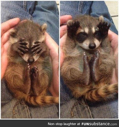 Peekaboo raccoon