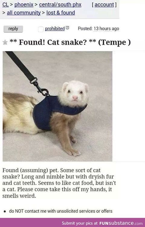 Cat snake found