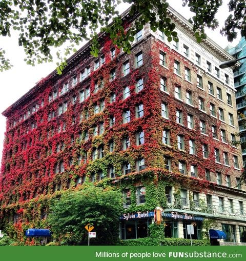 Vegetation growing on a building in downtown Vancouver, Canada
