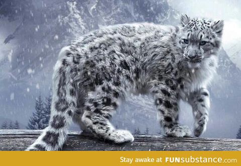 Snow Leopard a.K.A Grey Ghosts of Himalaya are very rare to find