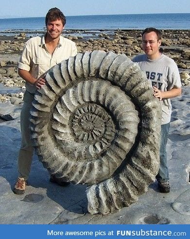 A giant ammonite from millions of years ago